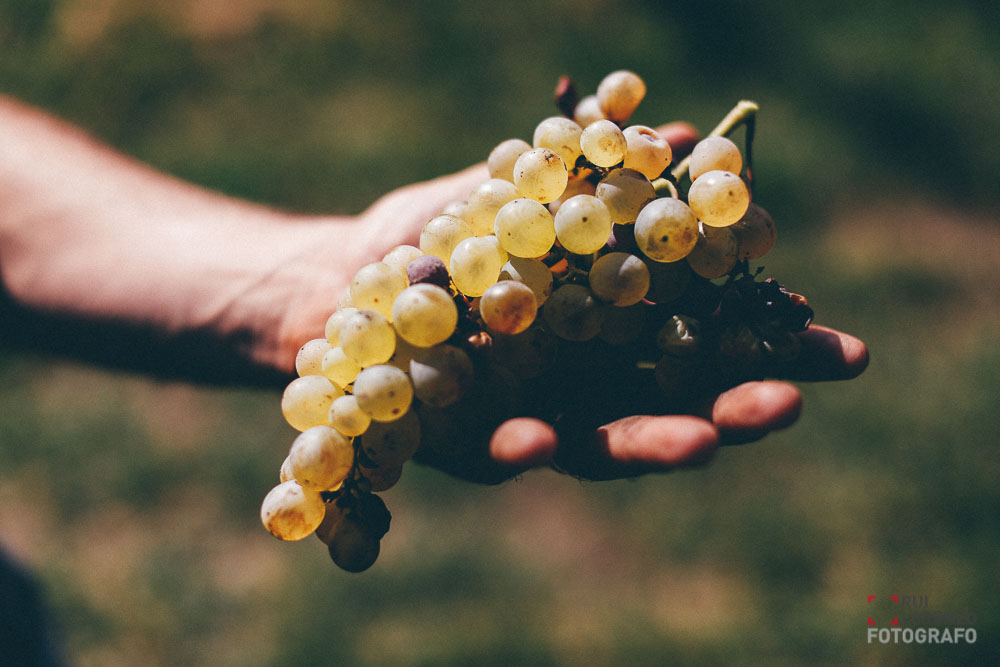 110-vendemmia-naturale-vino-uva-gambellara-maule-sauro-fotografo-rui-_N4B6990_web