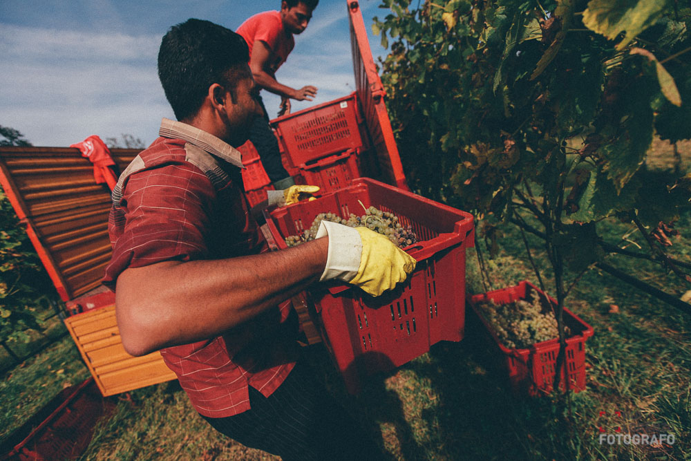 190-vendemmia-naturale-vino-uva-gambellara-maule-sauro-fotografo-rui-_MG_9857_web