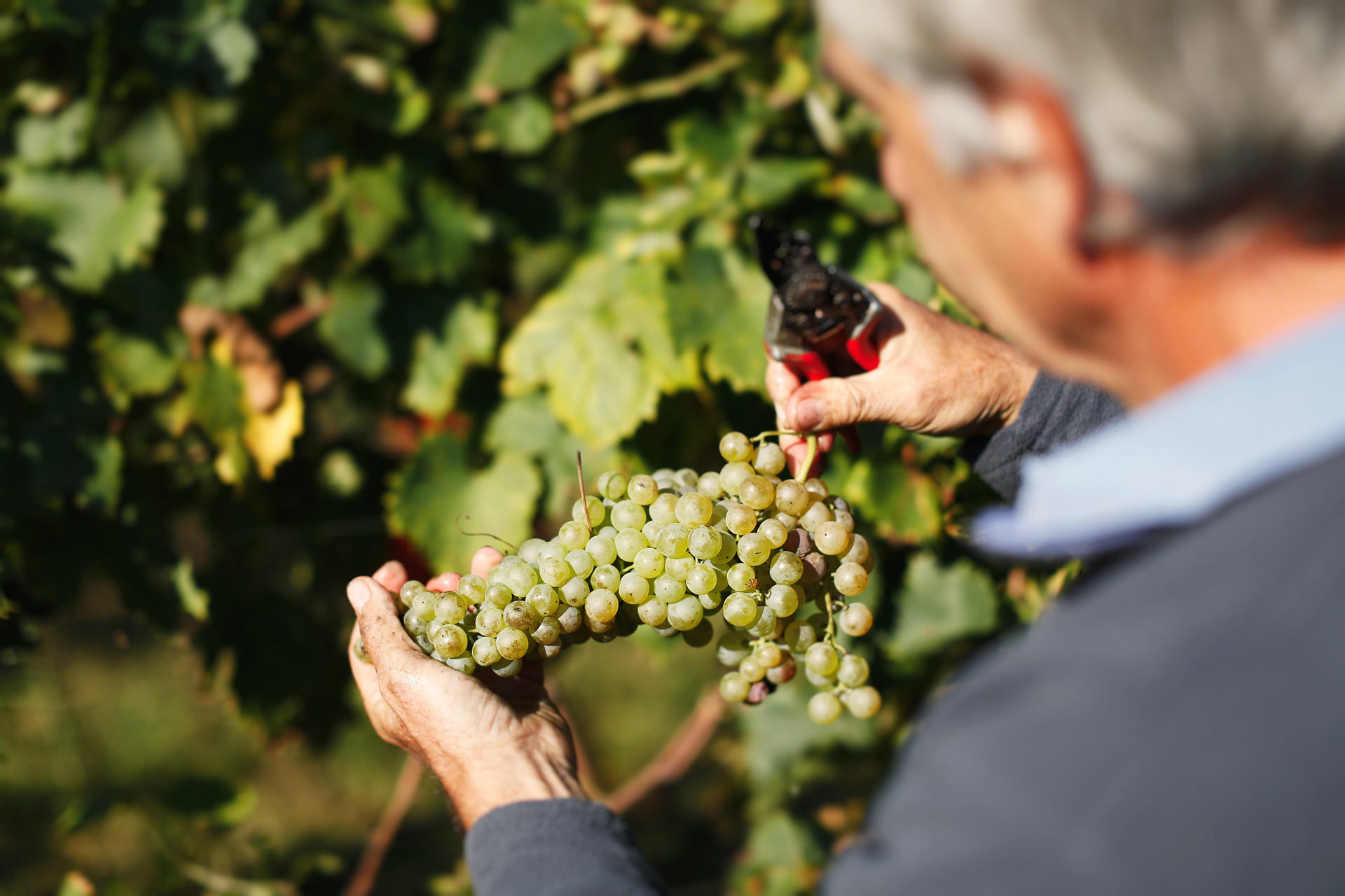 sauro-maule-grapes-harvest_N4B6552_web