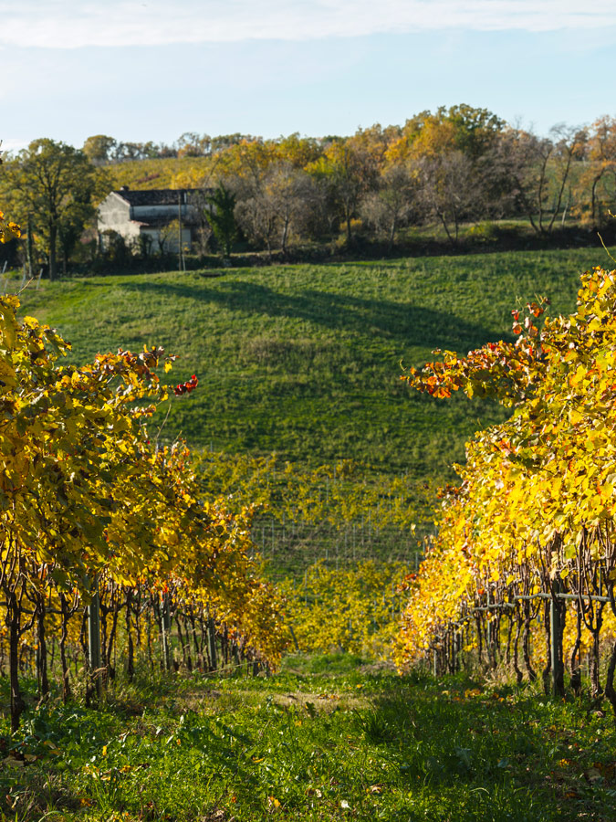 Sauro-Maule-Vigne-cantina-vini-L1150859_p_lr_web