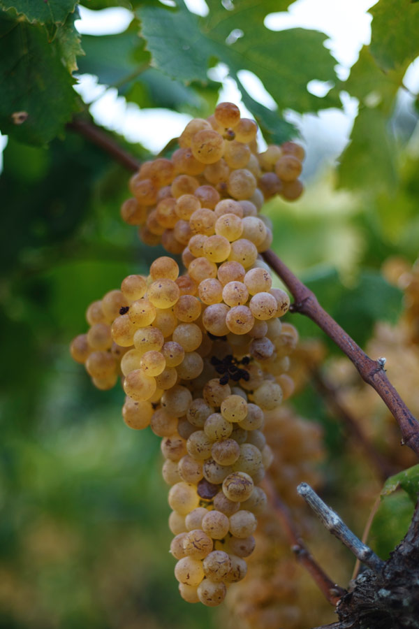 Sauro-Maule-uva-Garganega-Gambellara_RUI2846_p_web