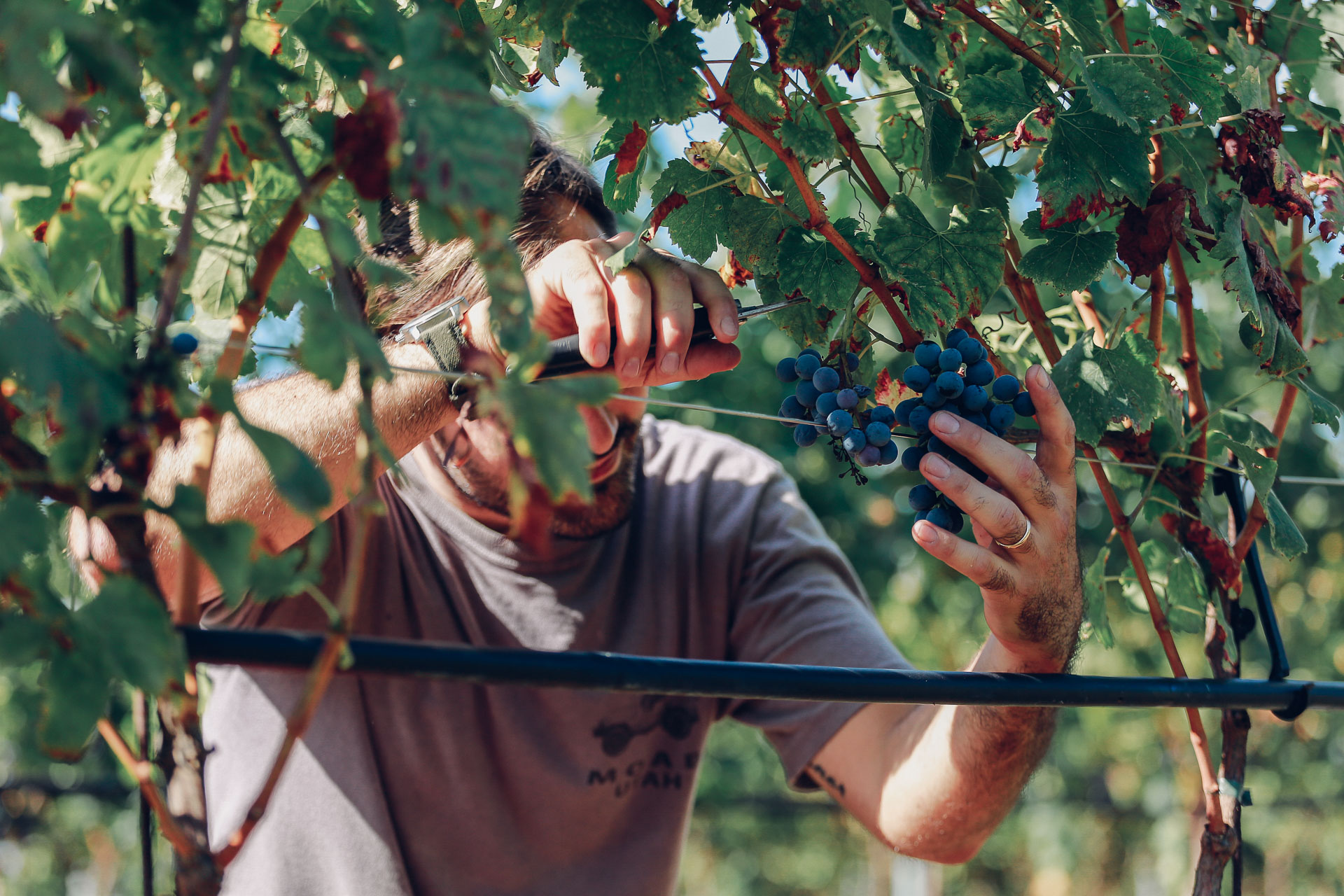 002-Sauro-maule-wineyards-organic-harvest-2016-_RUI7291_p_Lr_web_HD