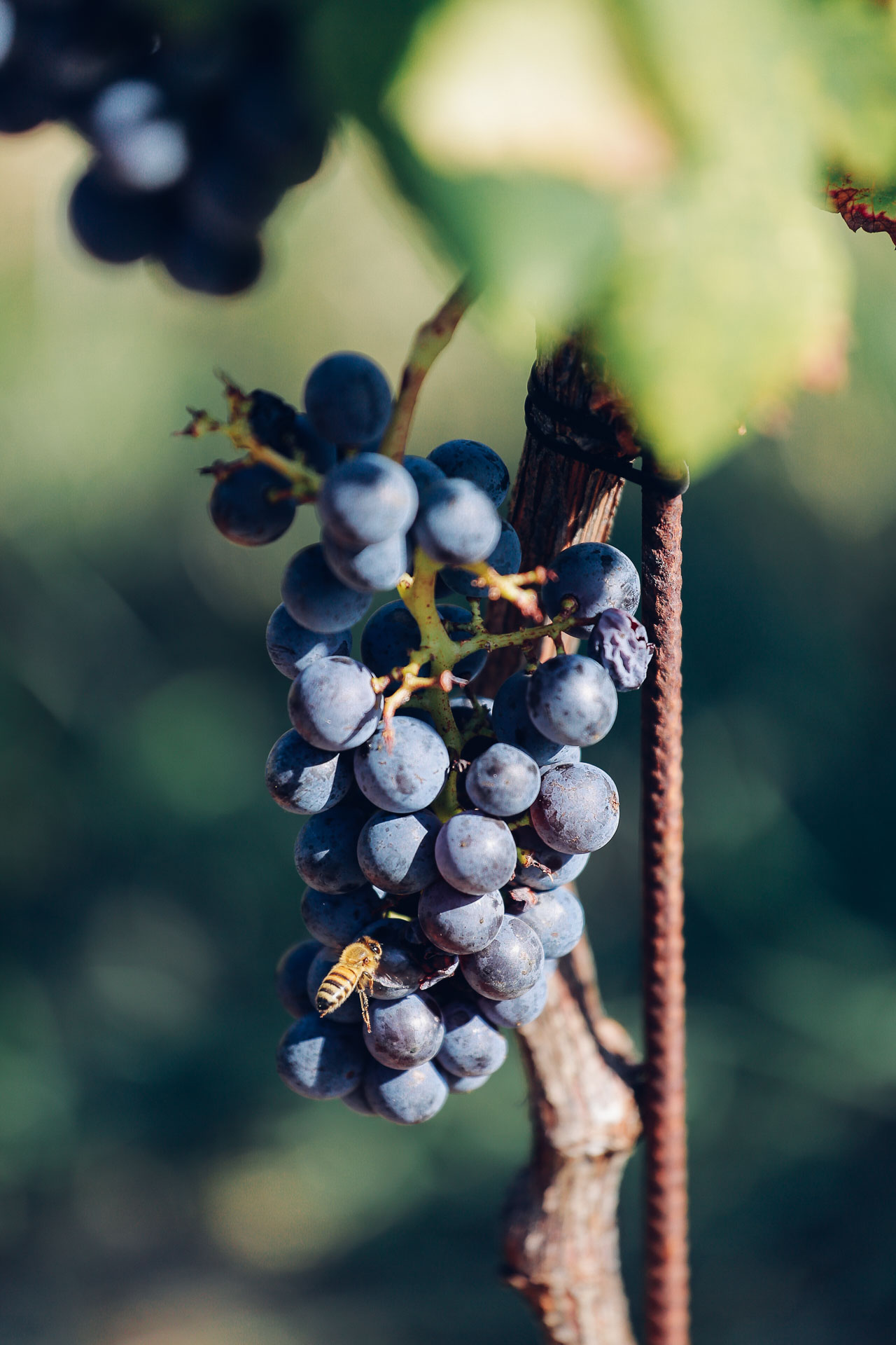 009-Sauro-maule-wineyards-organic-harvest-2016-_RUI7267_p_Lr_web_HD