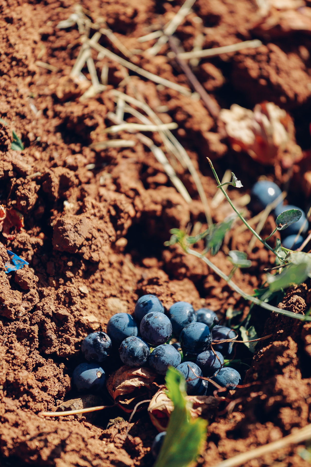 015-Sauro-maule-wineyards-organic-harvest-2016-_RUI7223_p_Lr_web_HD