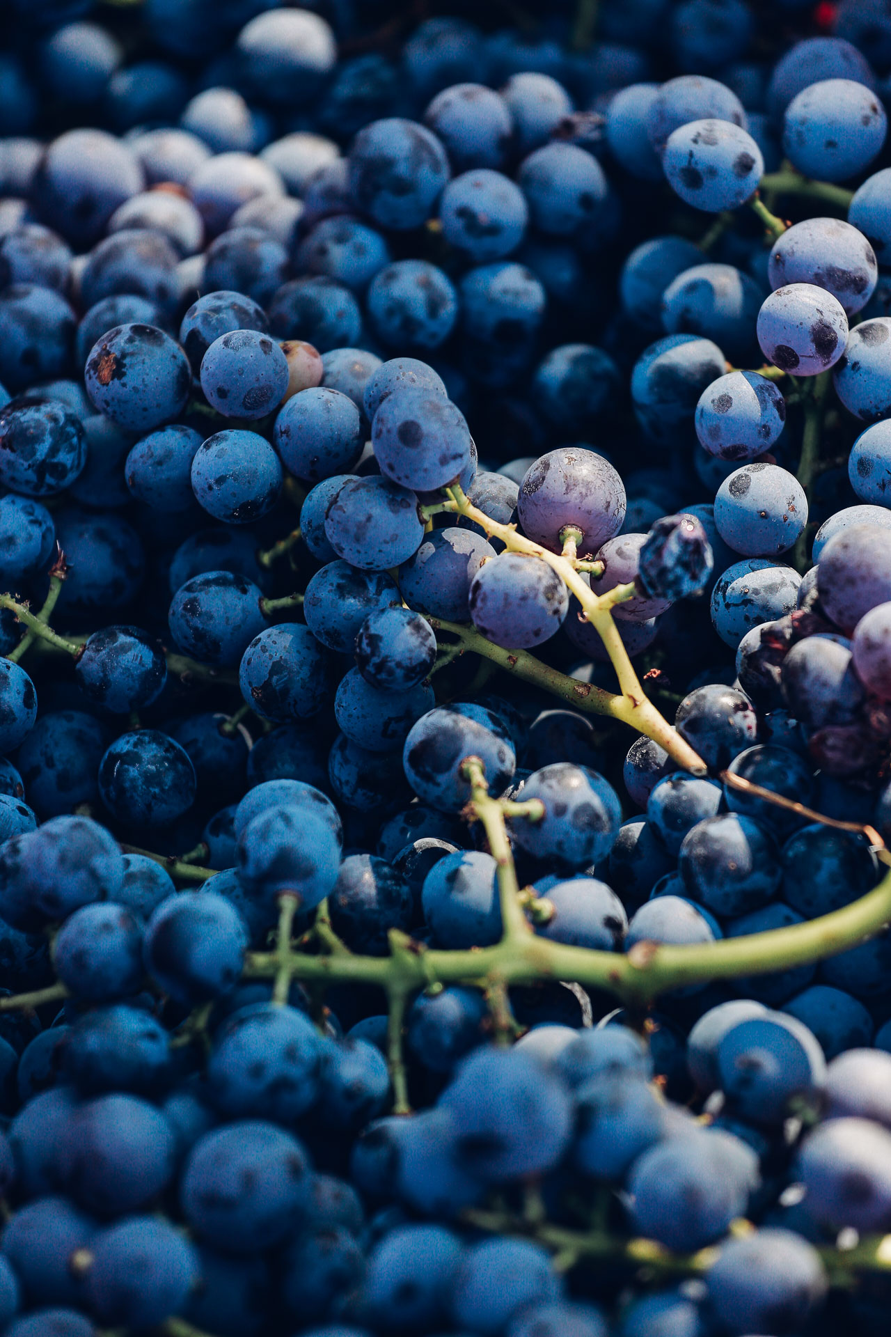 023-Sauro-maule-wineyards-organic-harvest-2016-_RUI7319_p_Lr_web_HD