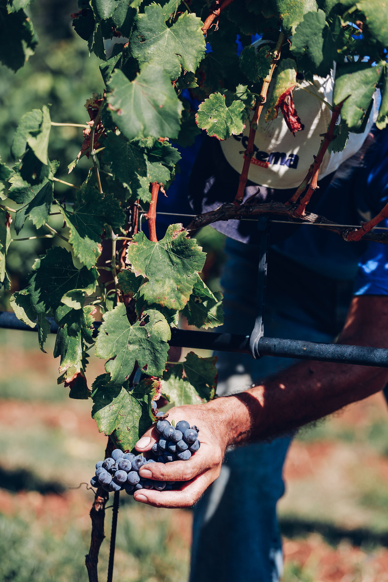 032-Sauro-maule-wineyards-organic-harvest-2016-_RUI7353_p_Lr_web_HD