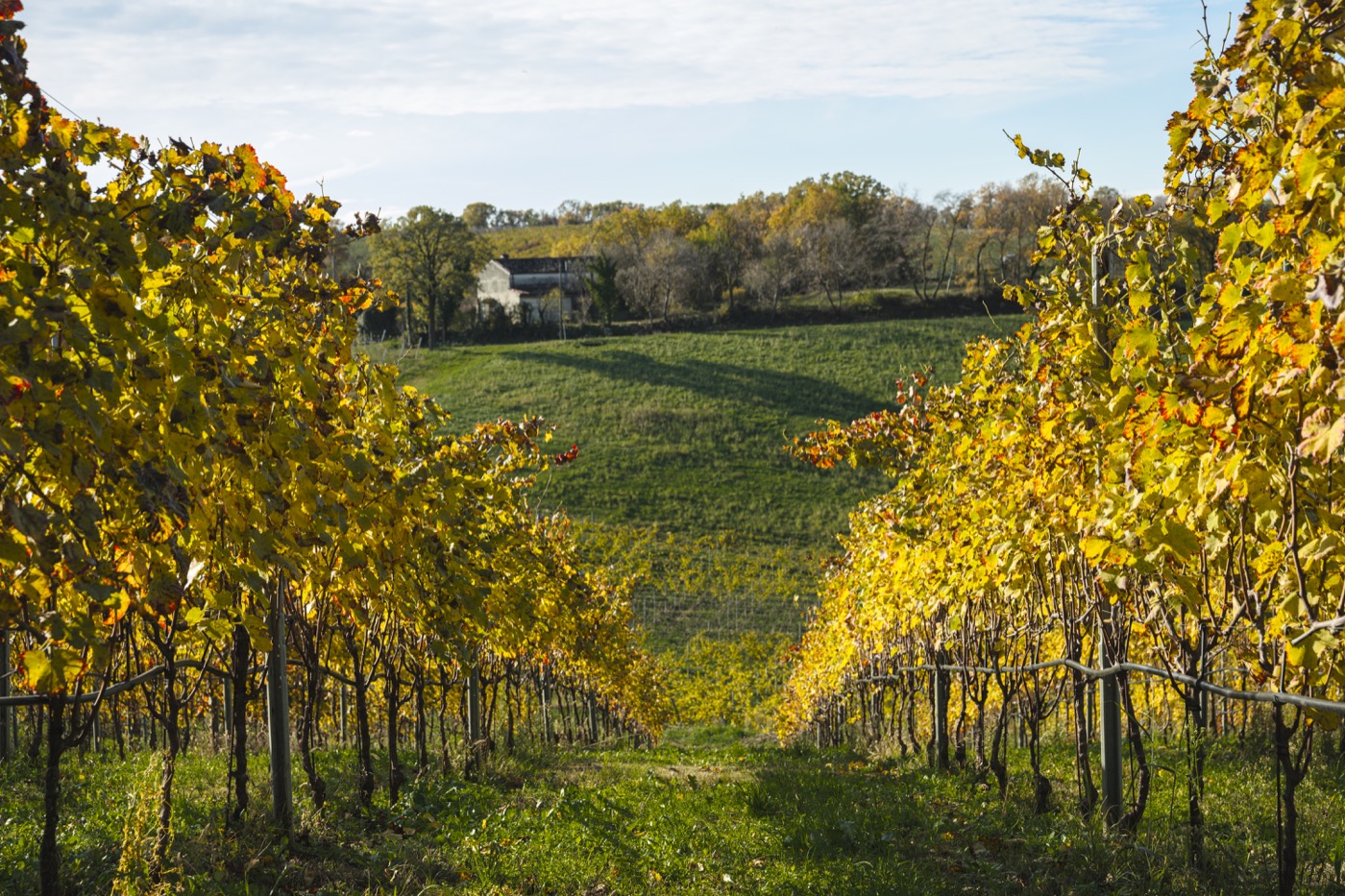 Sauro-Maule-Vigne-cantina-vini-L1150859_p_lr_1400