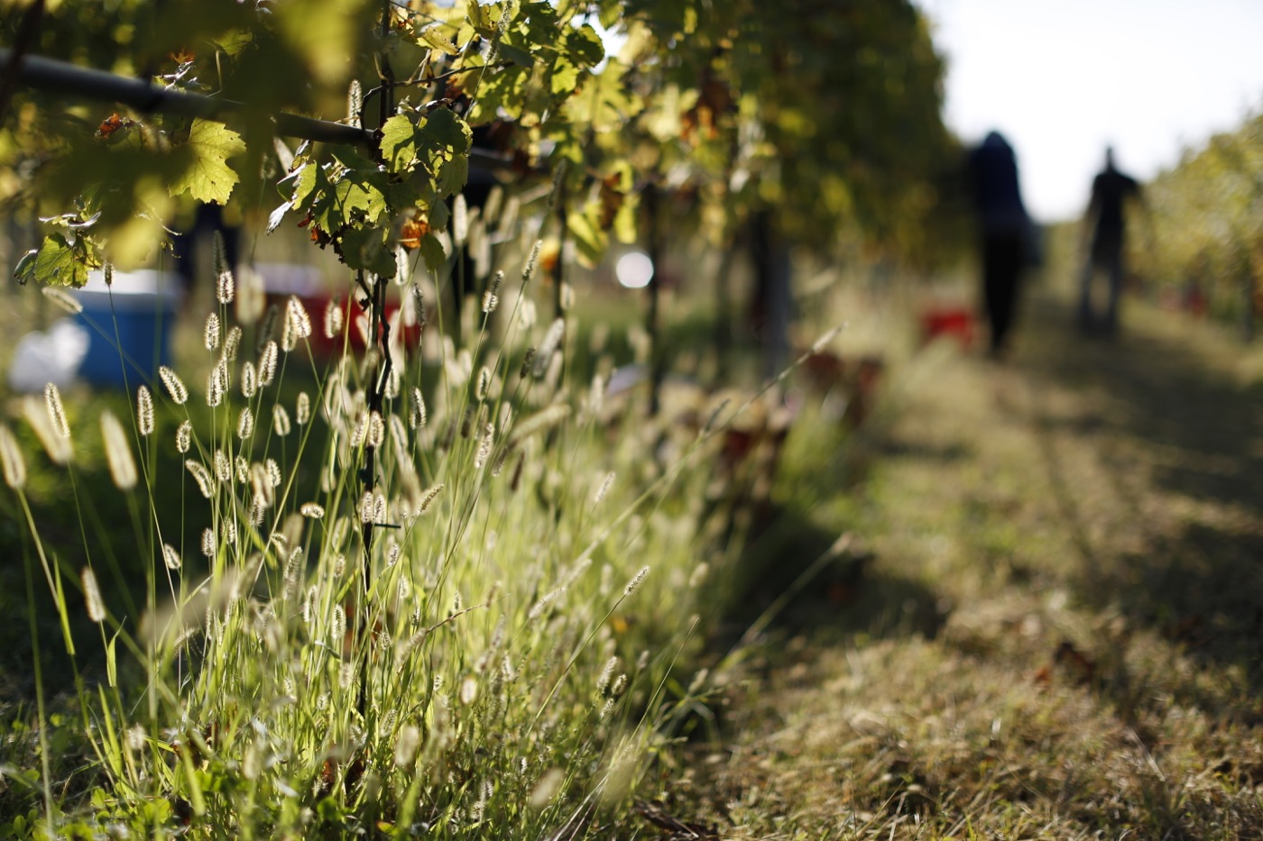 Sauro-Maule-sustainability-wineyard_N4B6603_1400