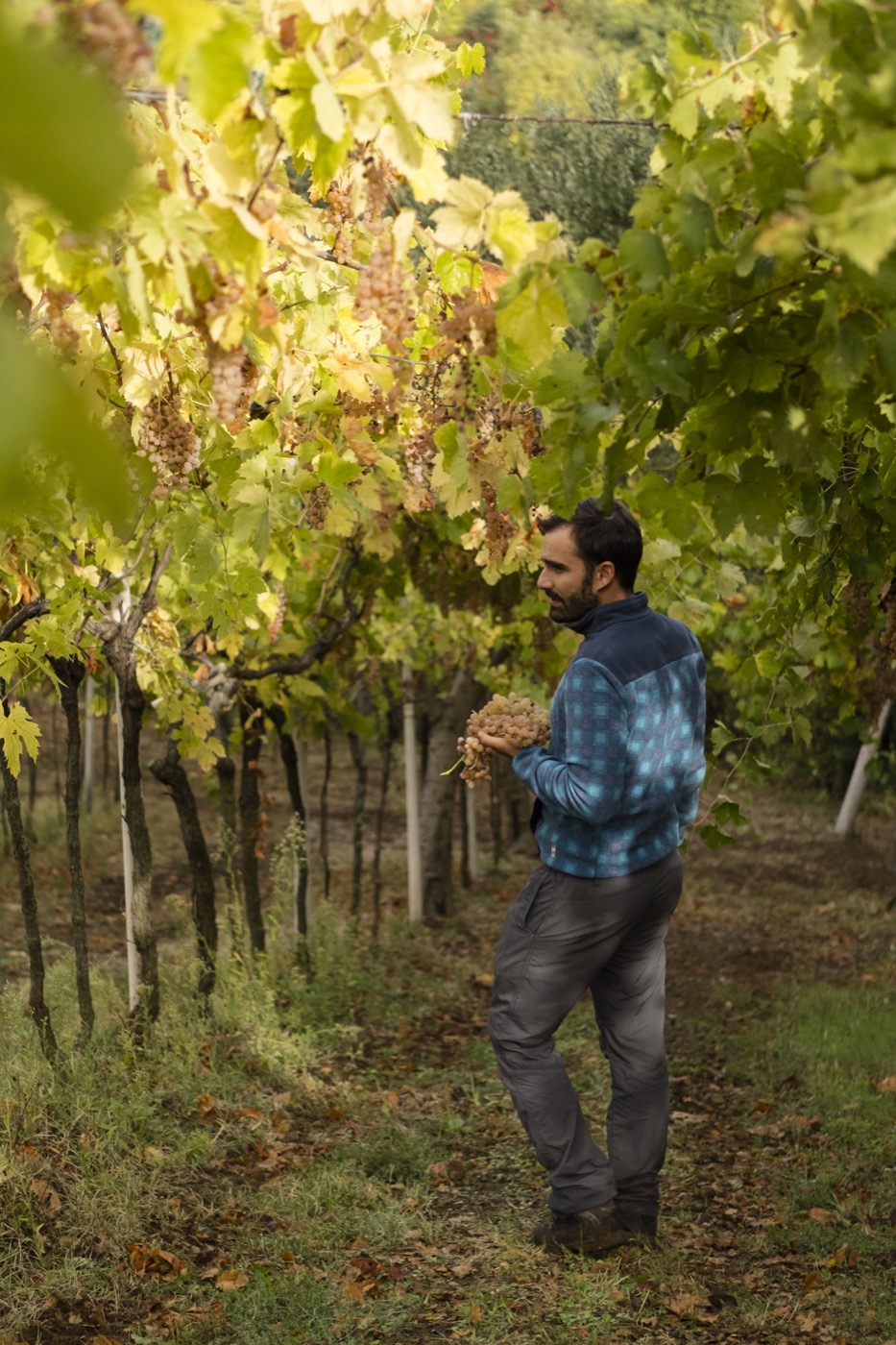 Sauro-Maule-vendemmia-Gambellara_RUI4342_p_vert_1400