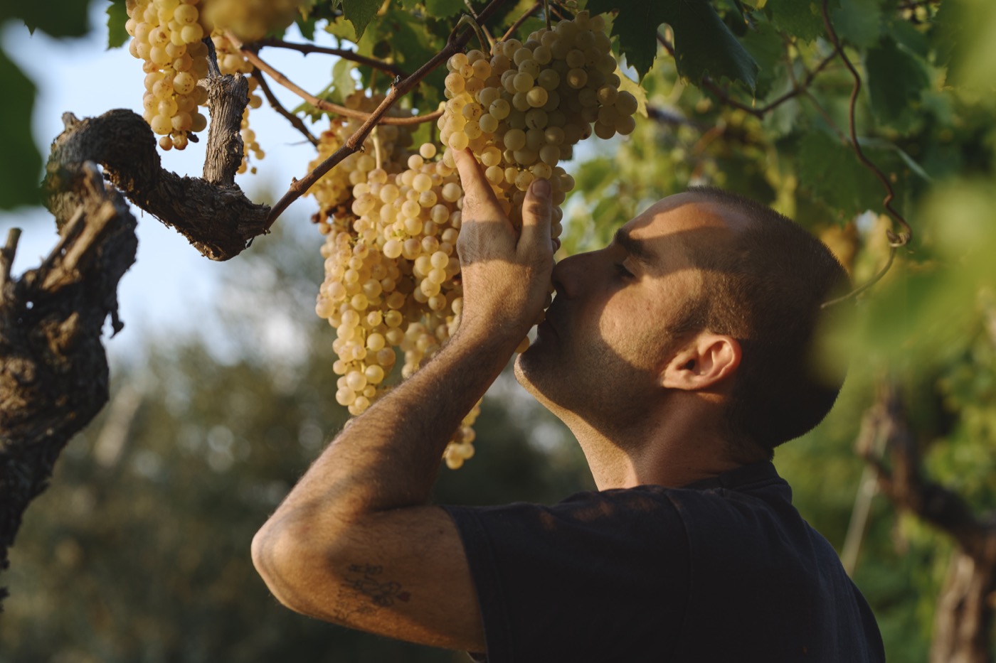 Sauro-Maule-vendemmia-garganega-metodo-naturale-gambellara_RUI2765_p_1400