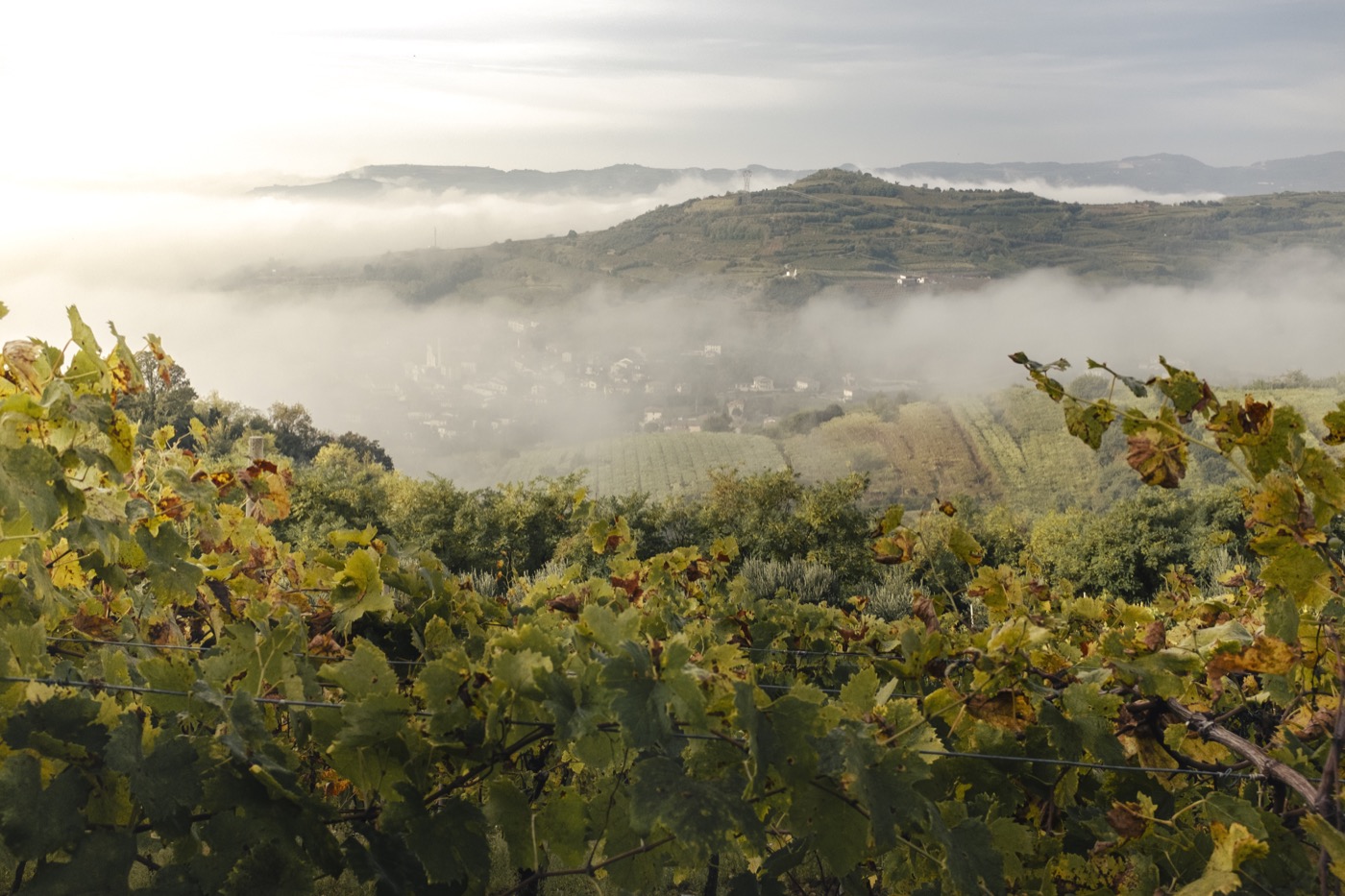 Sauro-Maule-wineyards-hill-gambellara_RUI2789_p_1400