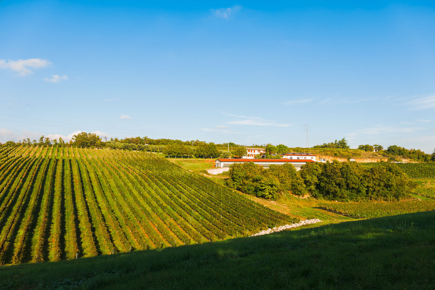 Svinamento-naturale-vino-uva-merlot-maule-sauro-fotografo-rui-L1120299_p_Lr_web