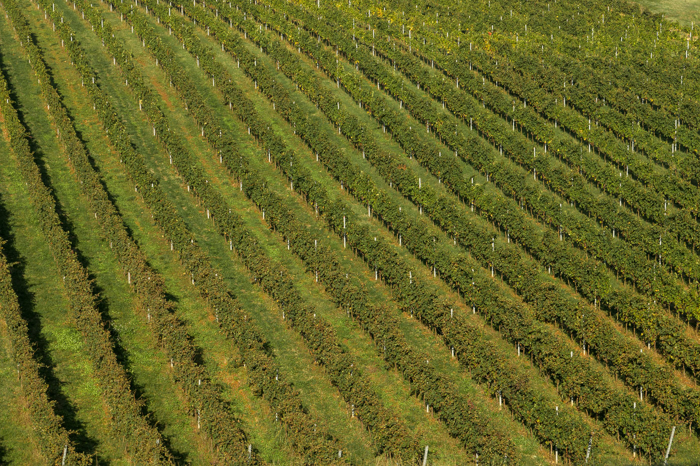 Svinamento-naturale-vino-uva-merlot-maule-sauro-fotografo-rui-L1120310_p_Lr_web