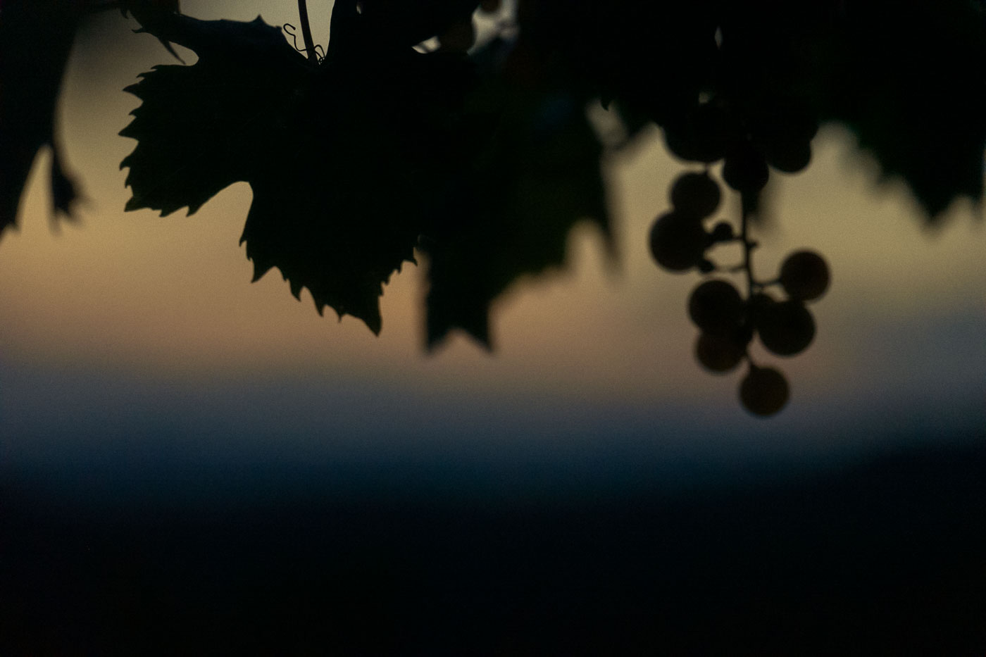 vendemmia-naturale-vino-uva-gambellara-garganega-maule-sauro-fotografo-rui-L1390208_p_Lr_web