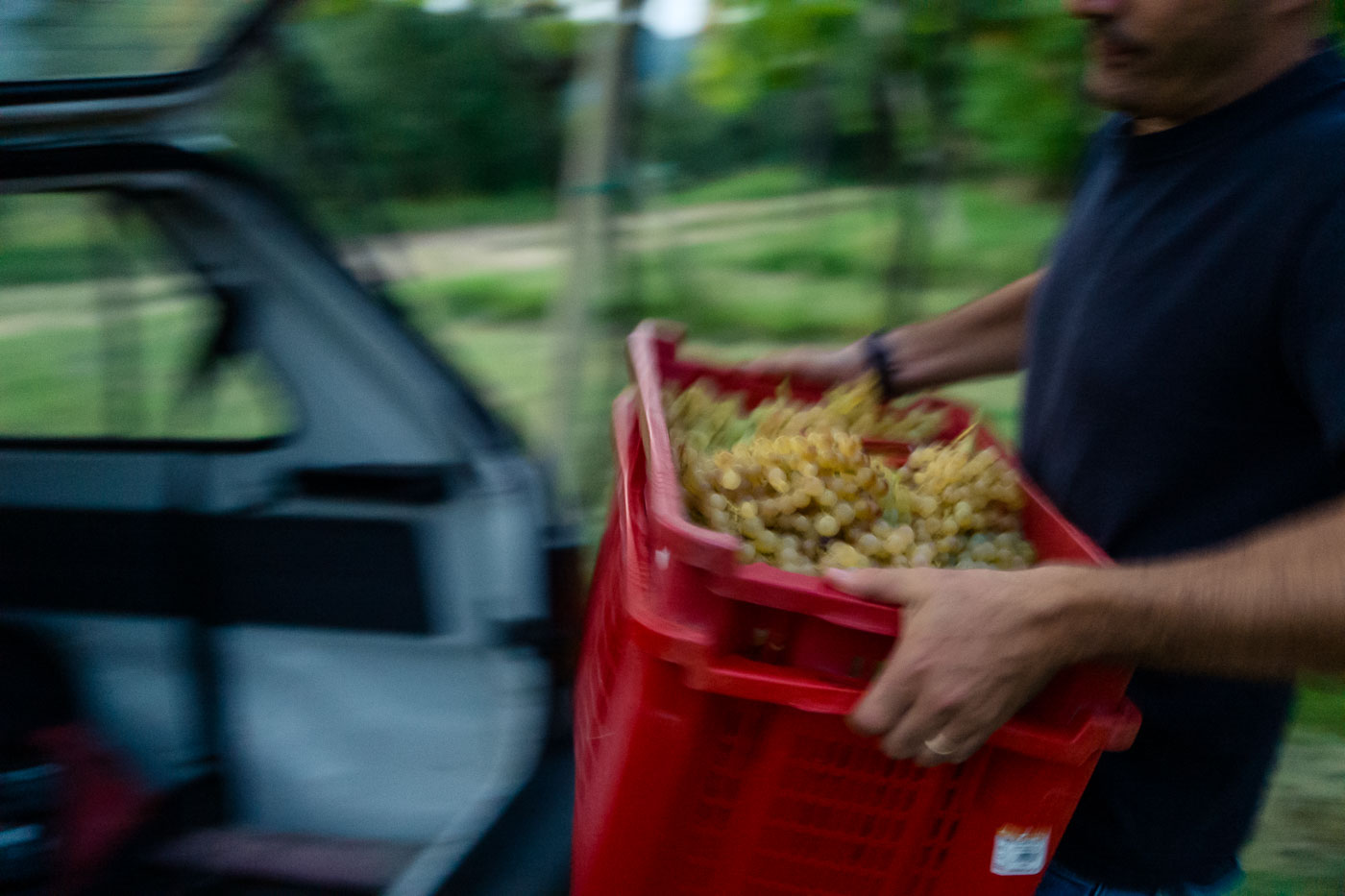 vendemmia-naturale-vino-uva-gambellara-garganega-maule-sauro-fotografo-rui-L1390218_p_Lr_web-1