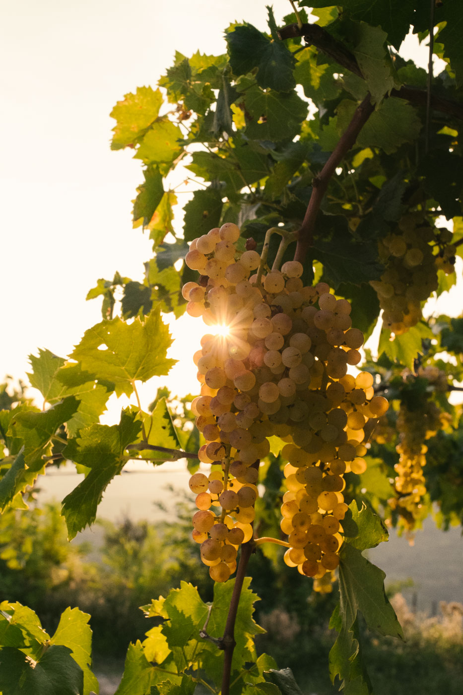 vendemmia-naturale-vino-uva-gambellara-garganega-maule-sauro-fotografo-rui-_RUI2734_p_Lr_web