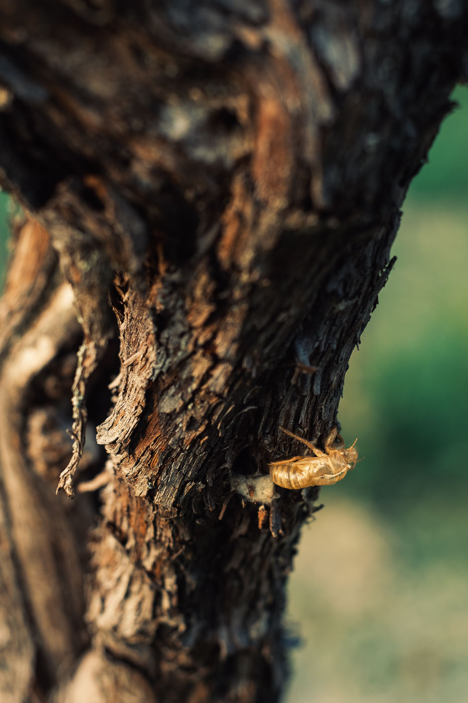 vendemmia-naturale-vino-uva-gambellara-garganega-maule-sauro-fotografo-rui-_RUI2781_p_Lr_web