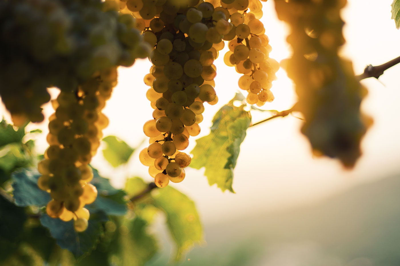 vendemmia-naturale-vino-uva-gambellara-garganega-maule-sauro-fotografo-rui-_RUI2796_p_Lr_web