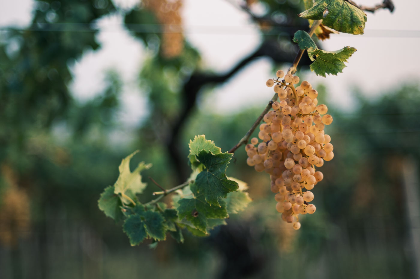 vendemmia-naturale-vino-uva-gambellara-garganega-maule-sauro-fotografo-rui-_RUI2886_p_Lr_web