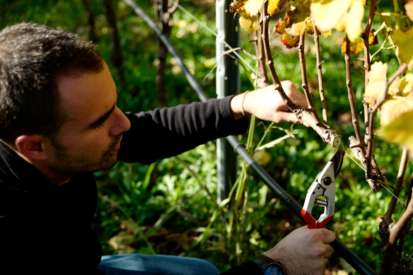 Sauro-Maule-potatura-vigna-naturale_L1150863_web