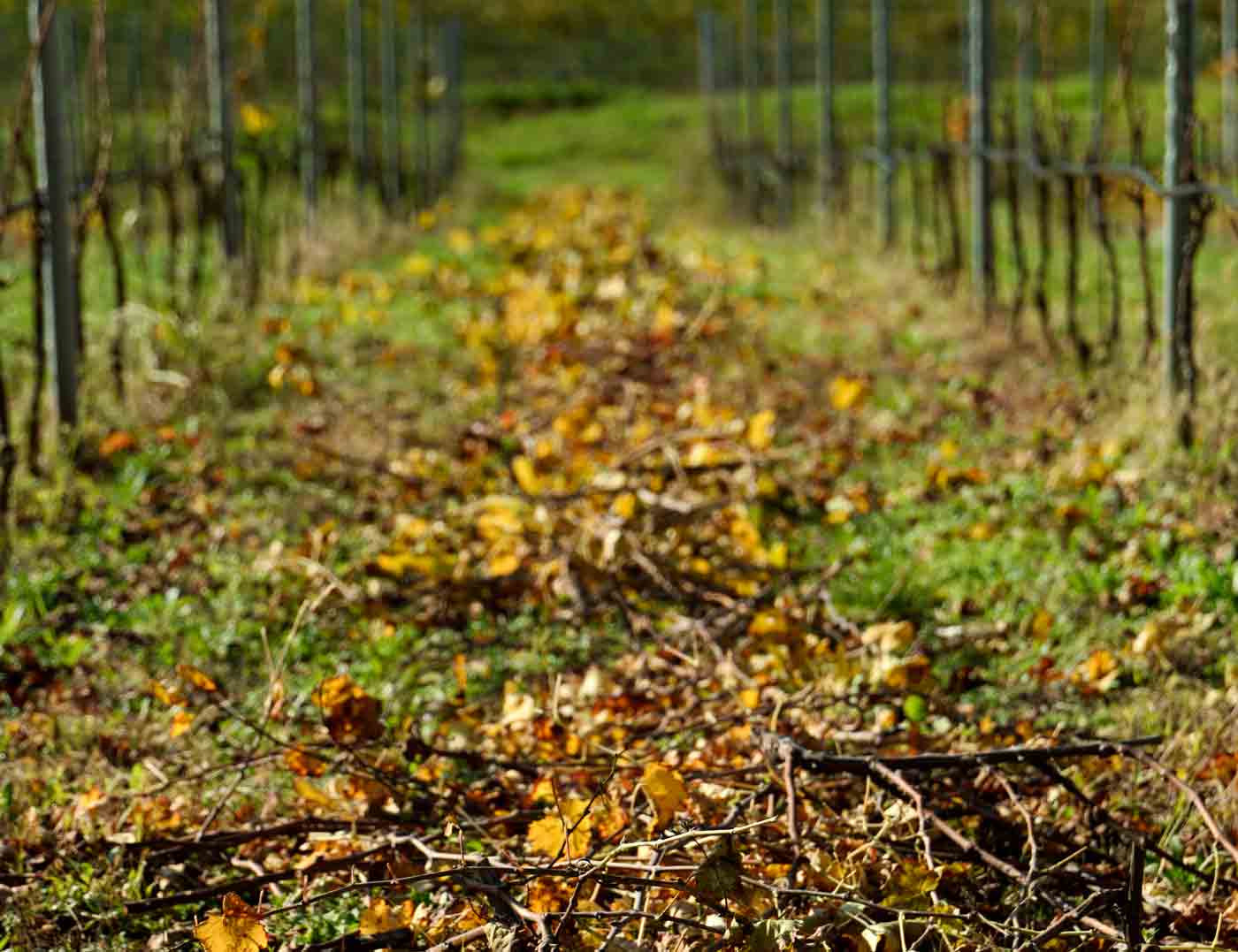 Sauro-Maule-vigna-autunno-L1150957_web