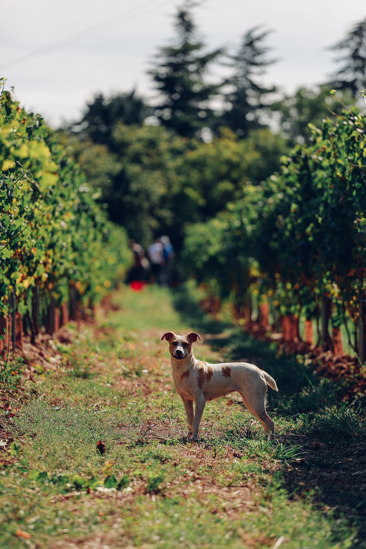 005-Sauro-maule-wineyards-organic-harvest-2016-_RUI7218_p_Lr_web_HD