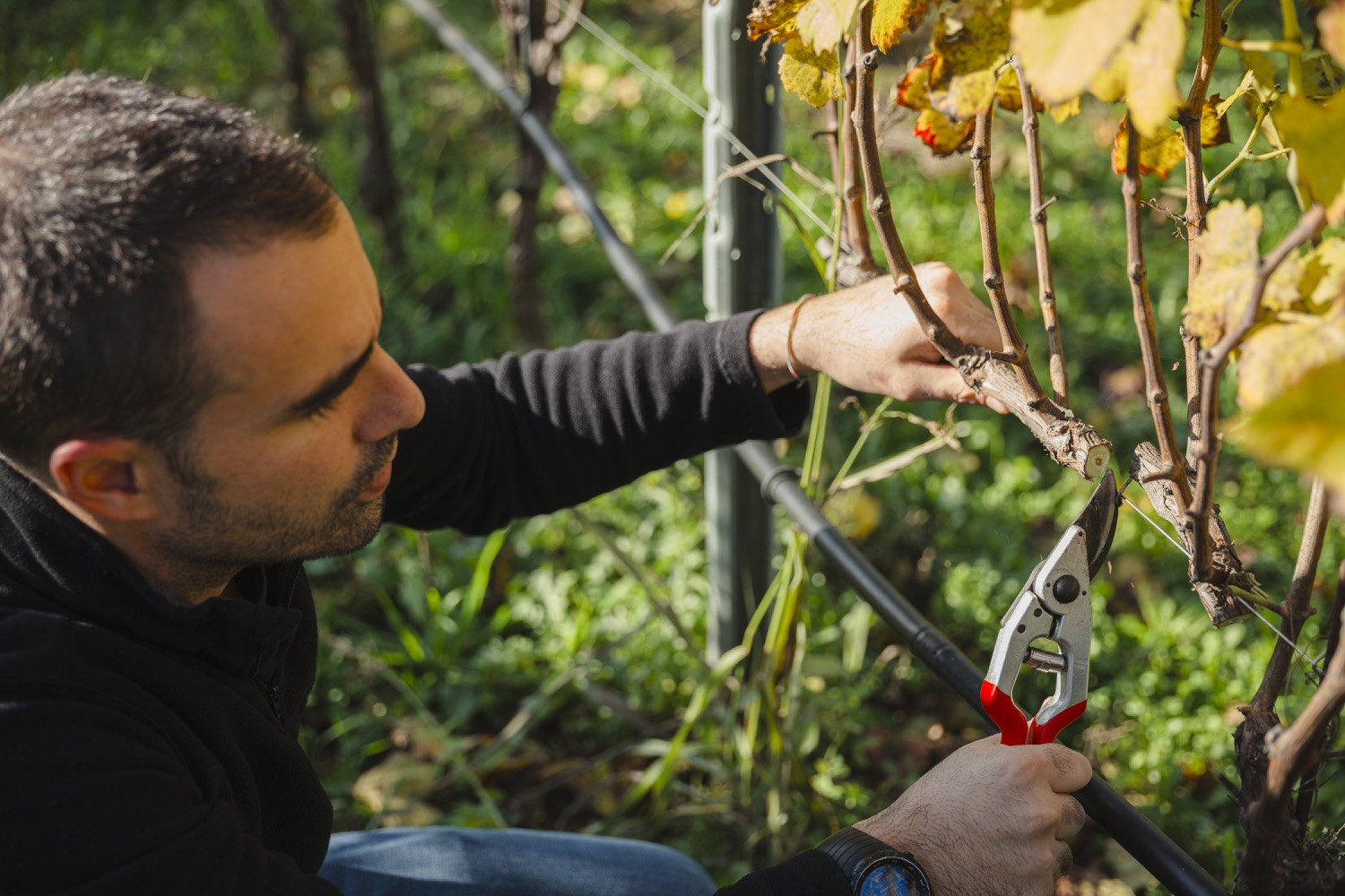 Sauro-Maule-Vigne-cantina-vini-L1150863_p_lr_1500