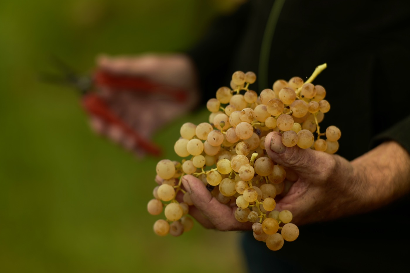 Sauro-Maule-harvest-vintage_L1090518_2_1400