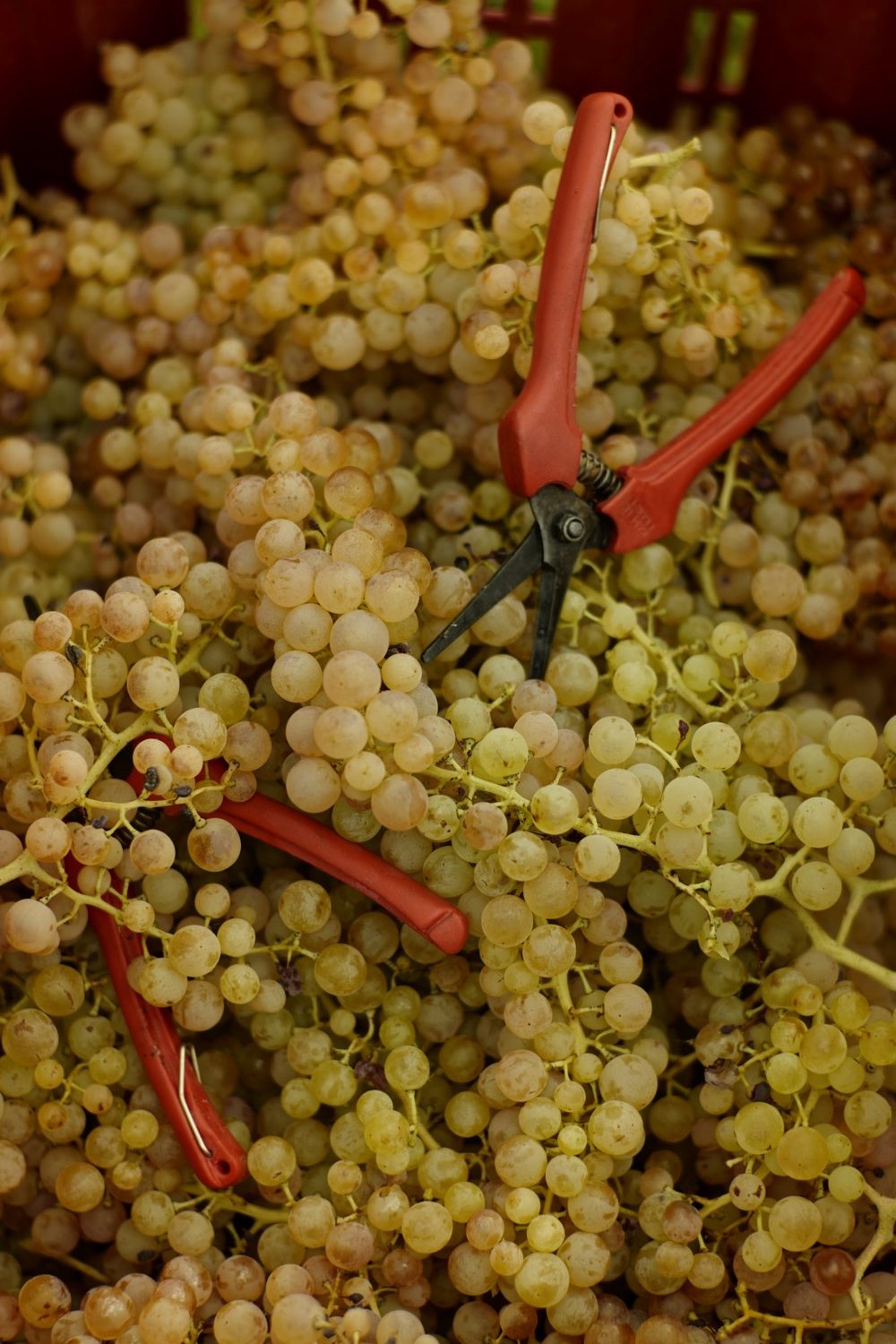 Sauro-Maule-uva-garganega-vendemmia_L1090528_1500