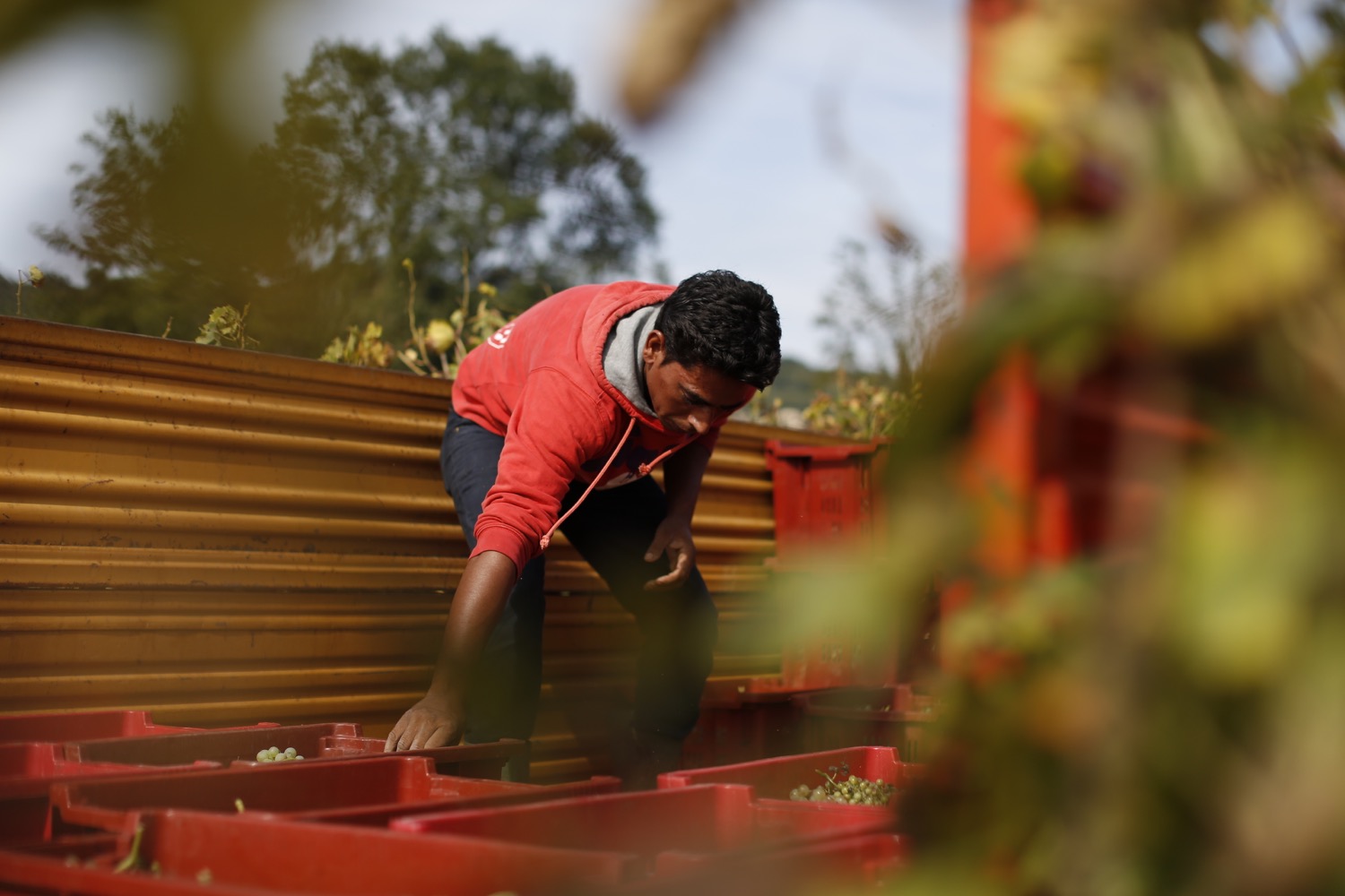 Sauro-Maule-vendemmia_N4B7034_1500