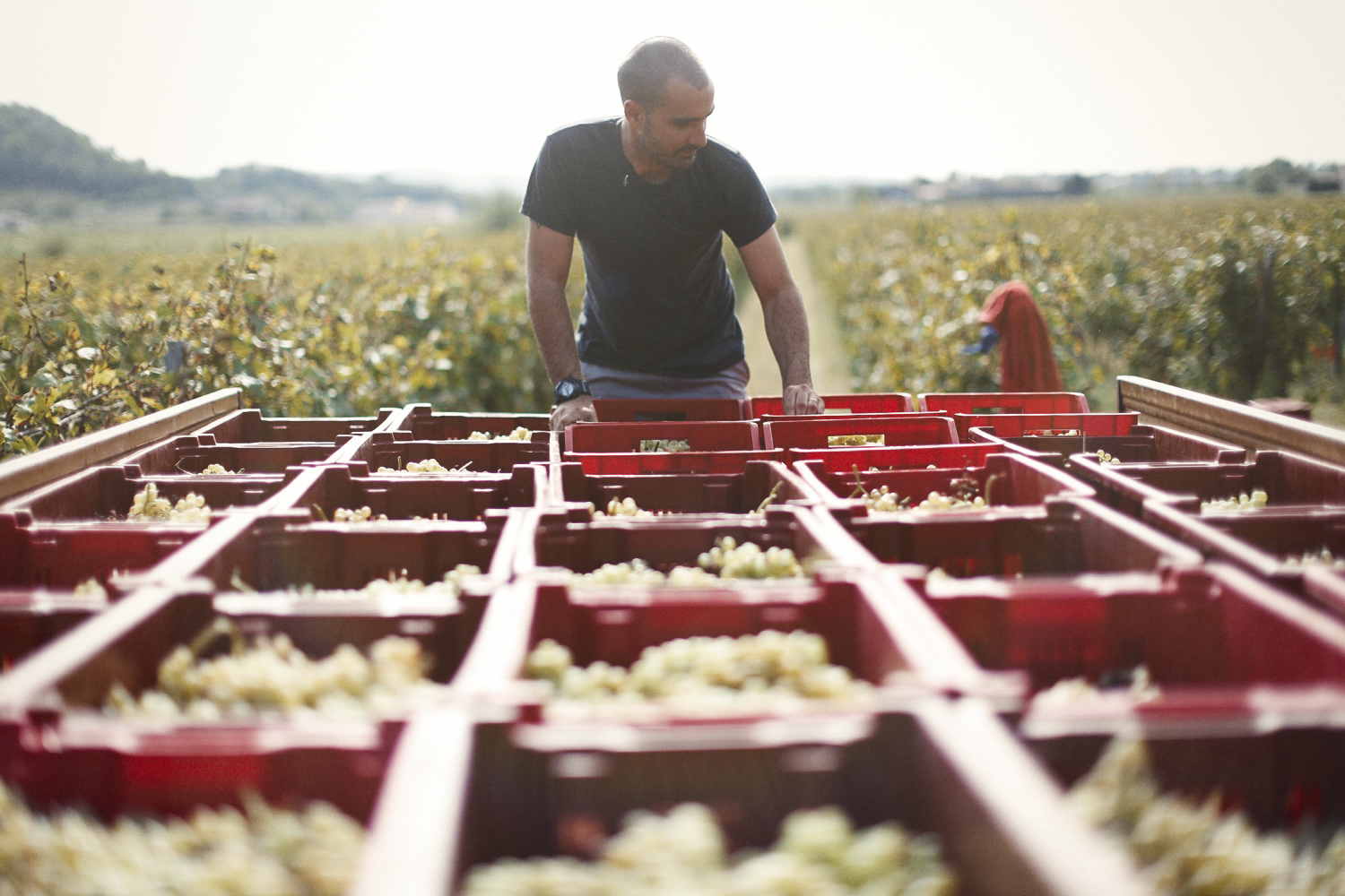 Sauro-Maule-vendemmia_N4B7115_p_1500