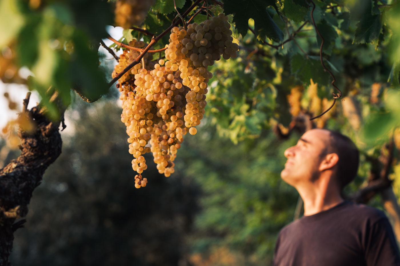 vendemmia-naturale-vino-uva-gambellara-garganega-maule-sauro-fotografo-rui-_RUI2775_p_Lr_web